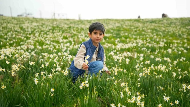 Baharın habercisi nergisler ziyaretçilerin ilgi odağı oluyor