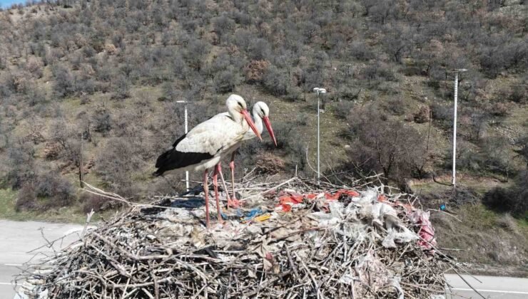 Baharın habercisi olan leylekler, Ankara’ya ulaştı