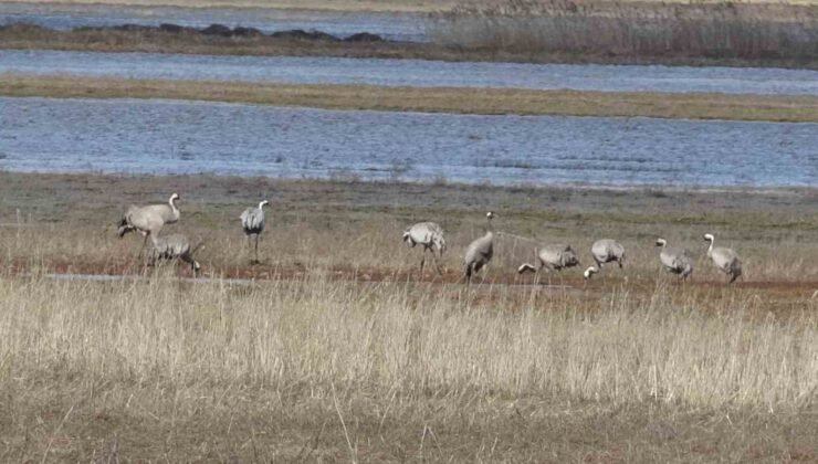 Baharın ilk habercilerinden turnalar kendini gösterdi