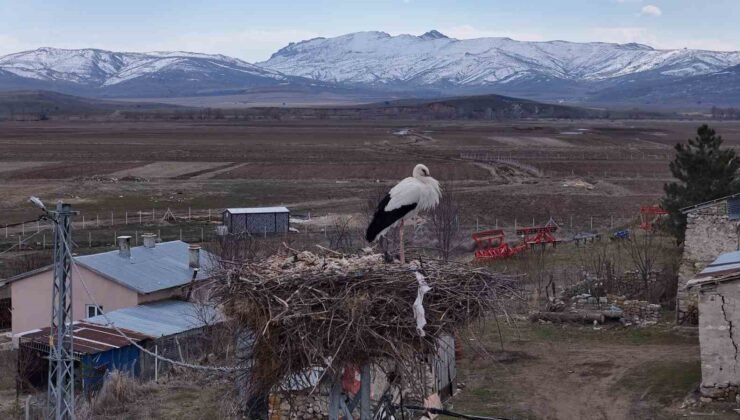 Baharın müjdecileri, asırlardır mesken tuttukları köye döndü