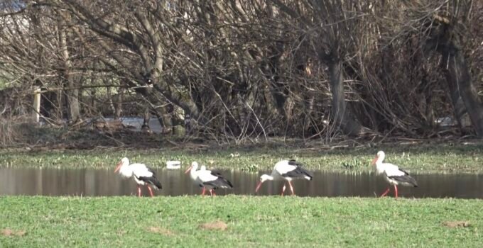 Baharın müjdecisi leylekler görsel şölen oluşturdu
