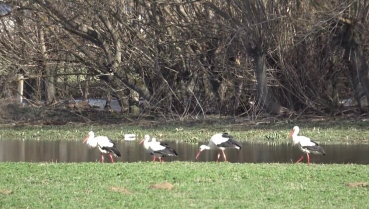 Baharın müjdecisi leylekler görsel şölen oluşturdu
