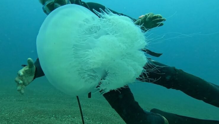 Balıkçıların kabusu oldular : Attıkları ağlara yüzlerce dev denizanası takıldı