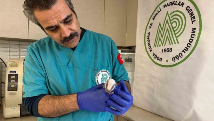 Balıkesir’de bitkin halde bulunan porsuk yavrusu koruma altına alındı