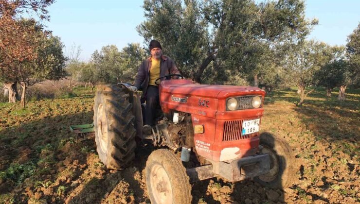 Balıkesir’de zeytinliklerde sürüm başladı