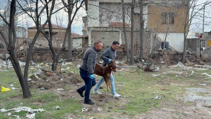 Başıboş köpeğin saldırdığı 3 yaşındaki çocuk ağır yaralandı