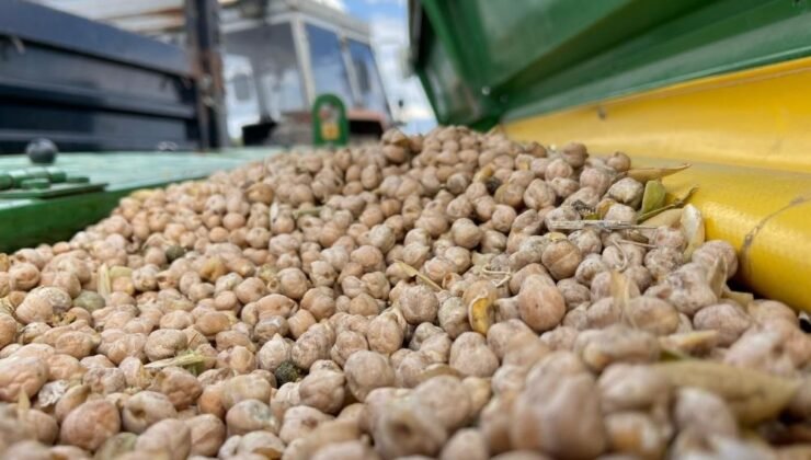 Bayburt’ta üreticilere yüzde 75 hibeli nohut tohumu desteği