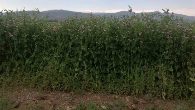 Bayburt’ta yüzde 50 hibeli bezelye tohumu desteğinde başvurular 23 Mart’ta başlıyor