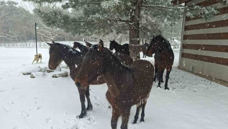 Bayramda Spil’e kar sürprizi