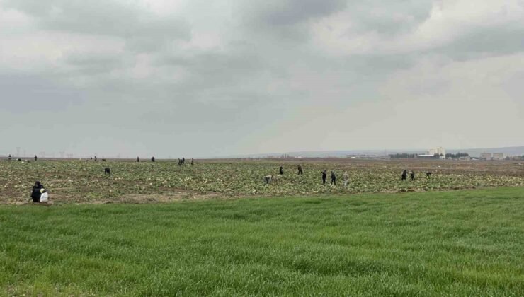 Bedava lahanayı duyan yağmura rağmen tarlaya akın etti