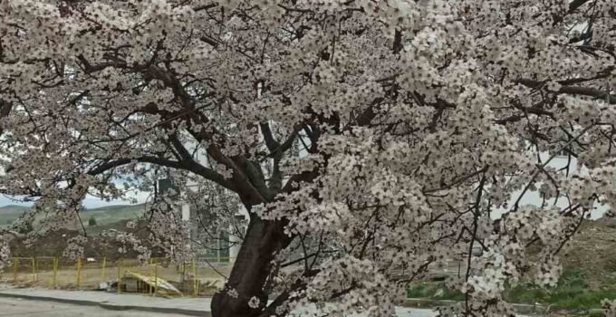 Beypazarı’nda badem ve kayısı ağaçları çiçek açtı