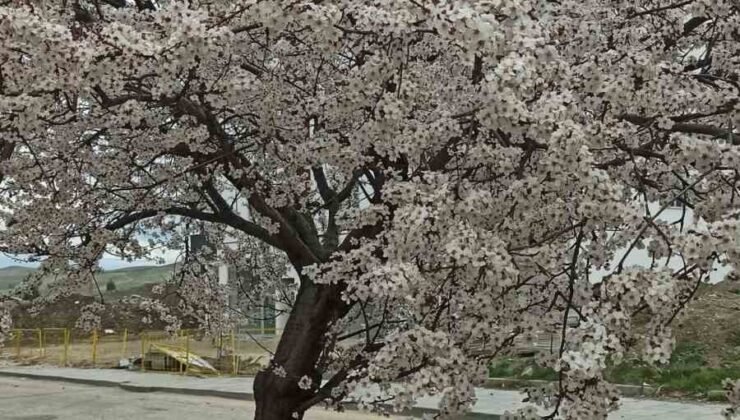 Beypazarı’nda badem ve kayısı ağaçları çiçek açtı