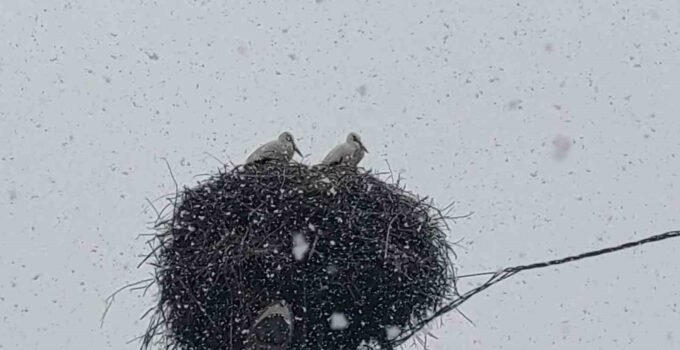 Bingöl’e erken gelen leylekler kara yakalandı