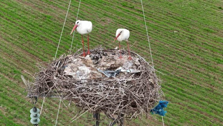 Binlerce kilometre mesafe kateden leylekler yuvalarını Diyarbakır’da kuruyor
