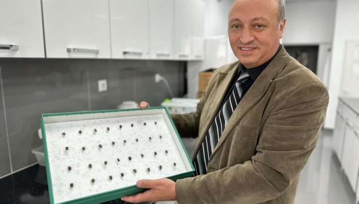 Böcekler cinayetleri aydınlatıyor: Ölüm zamanı ve olay yeri entomolojiyle belirlenebiliyor