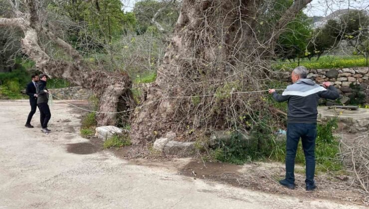 Bodrum’da 2 bin yıllık dev çınar keşfedildi