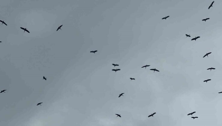 “Bolluk” müjdecisi leylek sürüsü Bursa semalarında görüldü