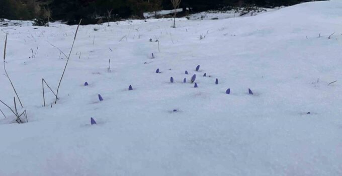 Bolu’da açan çiğdemler kar altında kaldı