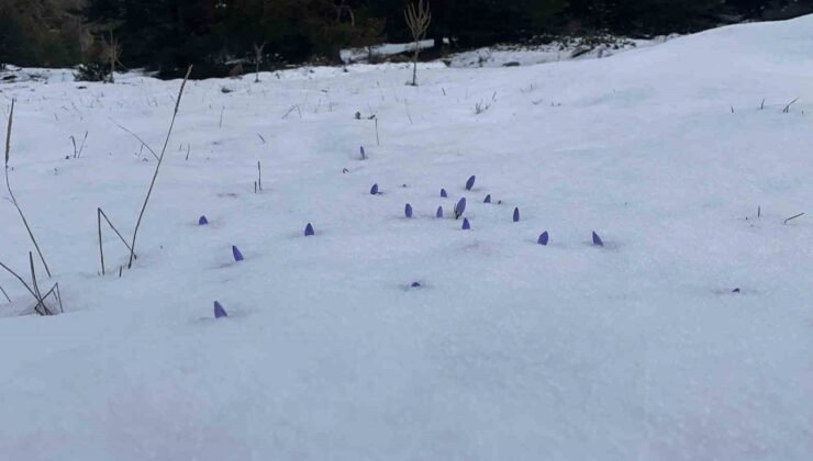 Bolu’da açan çiğdemler kar altında kaldı