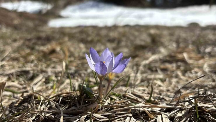Bolu’da iki mevsim bir arada yaşanıyor: Karlar arasında çiğdemler çiçek açtı