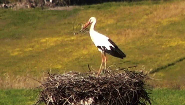 Bu da Leyleğin hırsızı