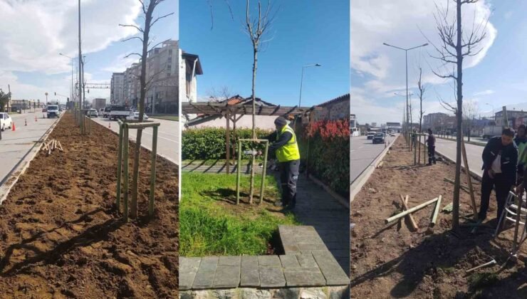 Bursa’nın 700 yıllık mirası 700 çınarla kök salıyor