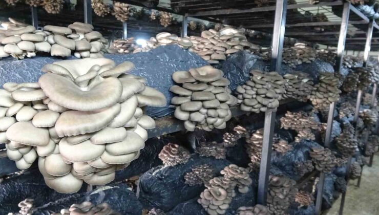 Çarşamba’da istiridye mantarı üretimi artıyor