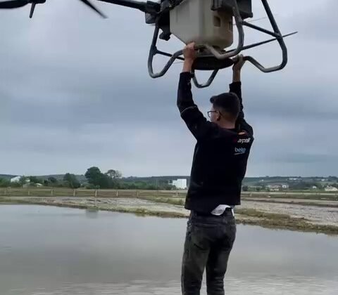 Çeltik tarlasında tehlikeli yolculuk: Drona asılıp uçtu