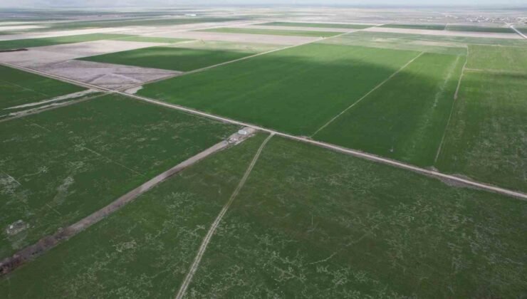 Çiftçilere hububata hastalık gelmeden erken müdahale uyarısı