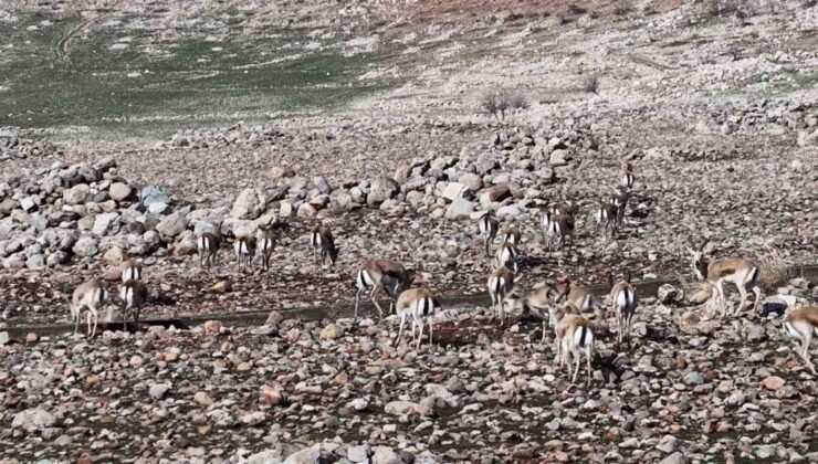 Cudi Dağında ceylan popülasyonu 165’e ulaştı