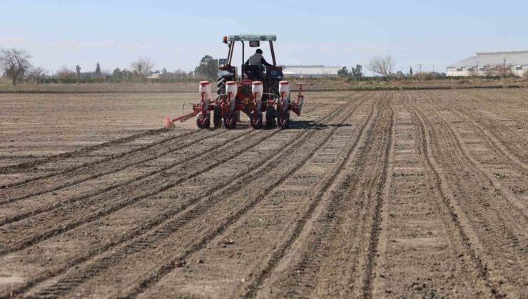 Çukurova’nın bereketli toprakları mısır ve ayçiçeği tohumları ile buluştu
