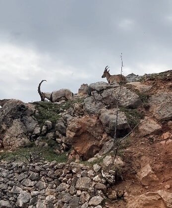 Dağ keçileri sürü halinde görüntülendi