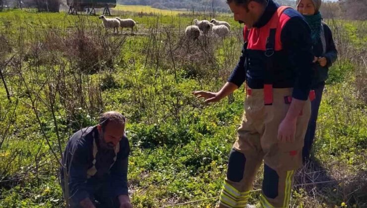 Defne’de kuyuya düşen kuzuyu itfaiye kurtardı