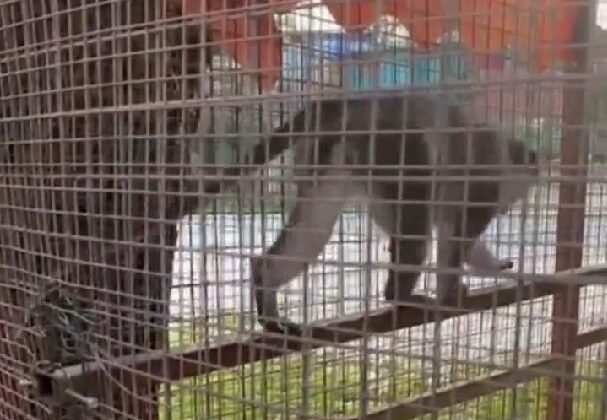 Denizli’de 3 örümcek maymunu ele geçirildi