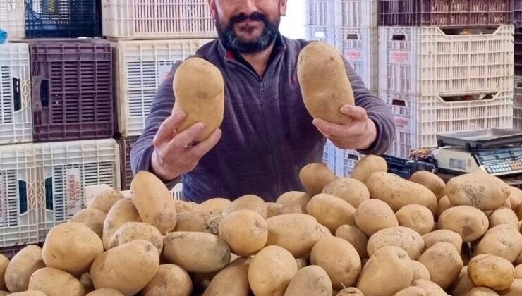 Dev patatesler pazarın ilgi odağı oldu