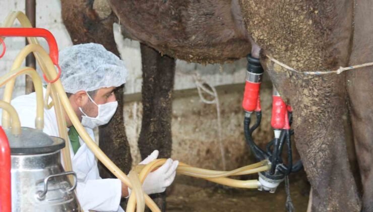 Deve sütü gıda teknolojisine giriyor