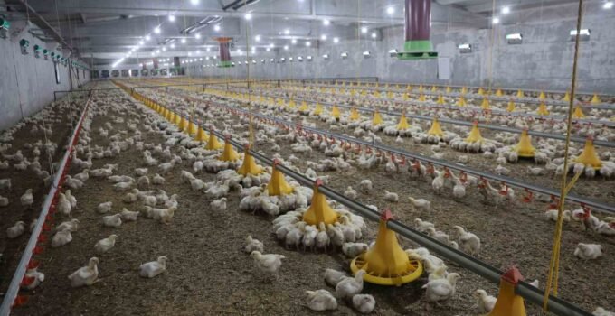 Devletten aldığı destekle ikinci çiftliğini açtı