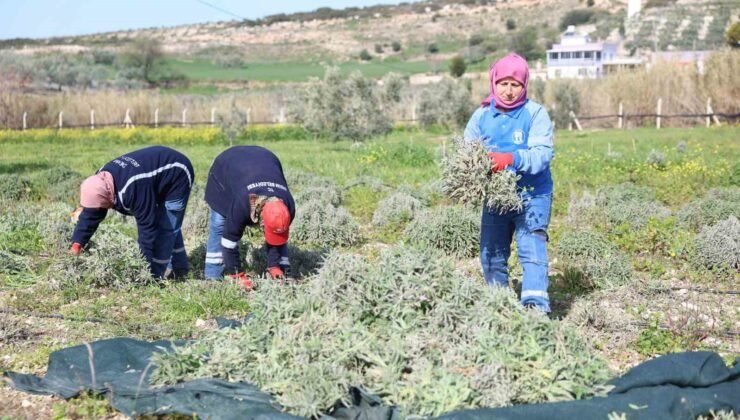 Didim’de ada çayı hasadı yapıldı