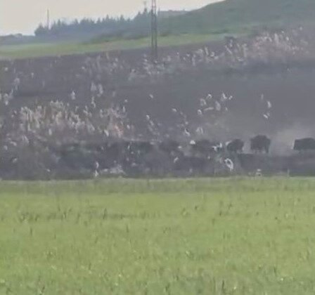 Diyarbakır’da domuz sürüsü görüntülendi