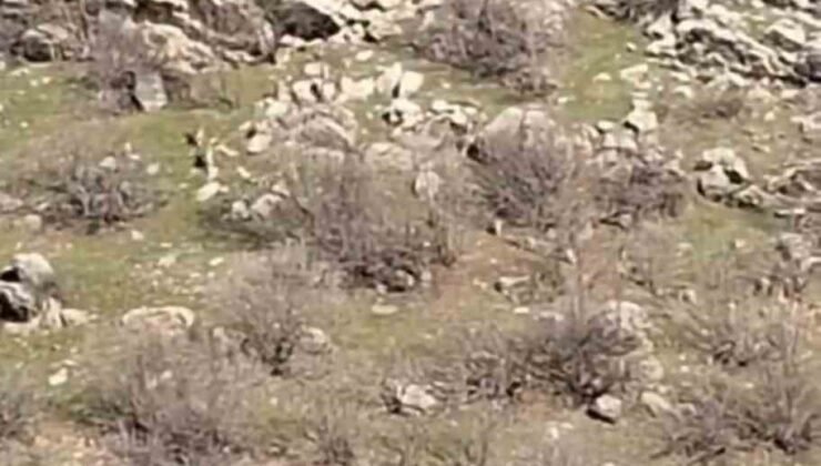 Diyarbakır’da sürü halinde dağ keçileri görüntülendi