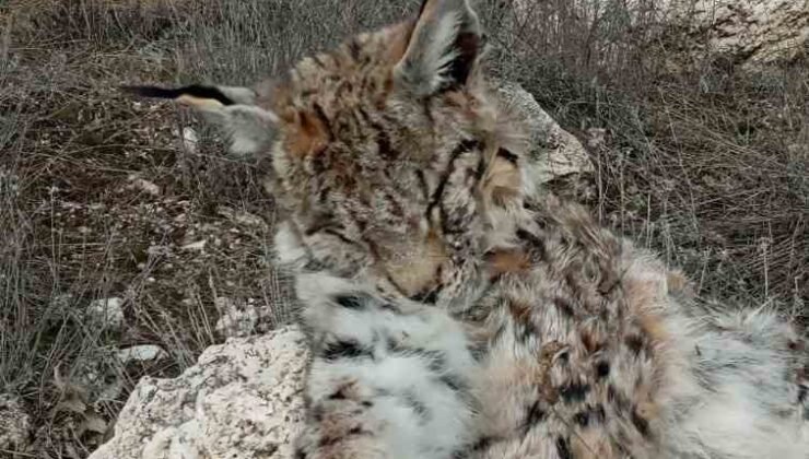 Doğada nadir görülen vaşak ölü bulundu