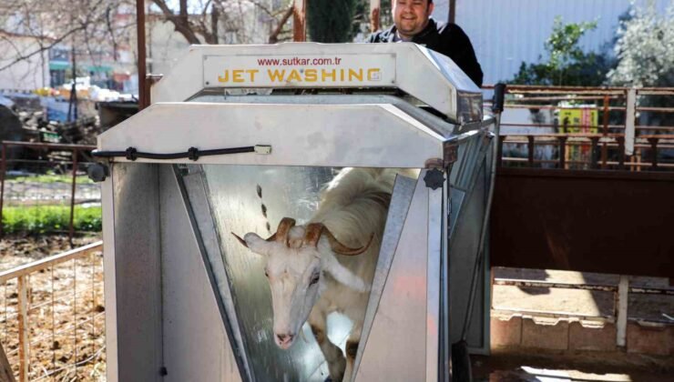 Döşemealtı’nda küçükbaş hayvanlara ücretsiz parazit uygulaması