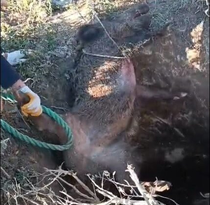 Düştüğü çukurda mahsur kalan yaban domuzunu vatandaşlar kurtardı