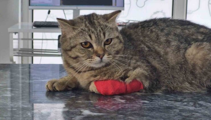 Düzce’den 342 ton ihraç edildi