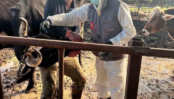 Efeler’de 15 bin hayvan aşılandı