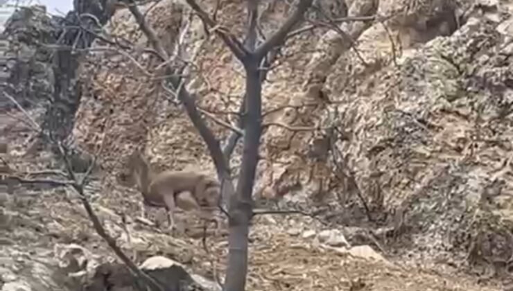 Elazığ’da 3 ayaklı yaban keçisi azmiyle şaşırttı