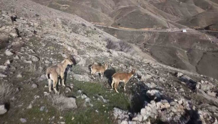 Elazığ’da dağ keçileri dron ile görüntülendi