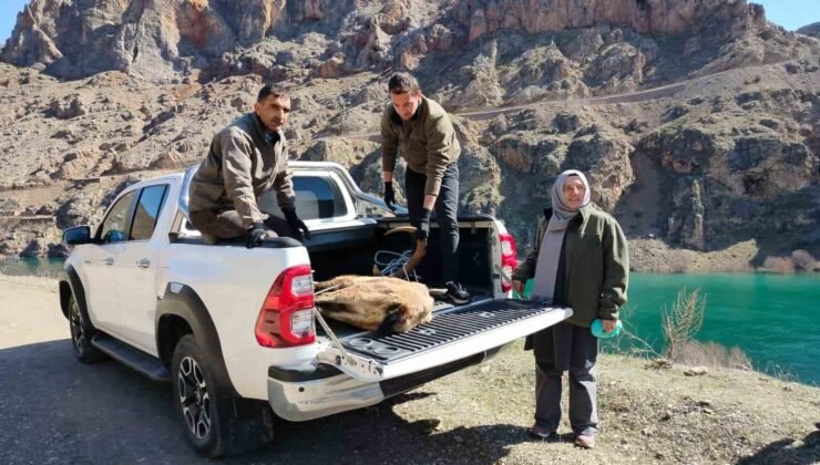 Elazığ’da yaralı dağ keçisi için ekipler seferler oldu