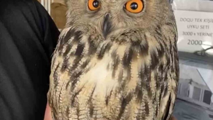 Elazığ’da yaralı halde bulunan puhu ekiplere teslim edildi