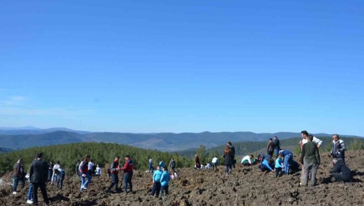 Emet’te zeytin fidanları toprakla buluştu